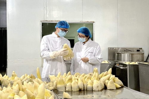 搶鮮出海 畬鄉筍罐頭走俏西班牙，傳統食品打開國際新銷路